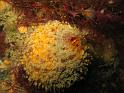 eponge orange de mer